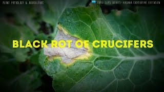 Black rot disease of crucifers ie cabbages  Xanthomonas campestris  Bacterial disease [upl. by Aven20]