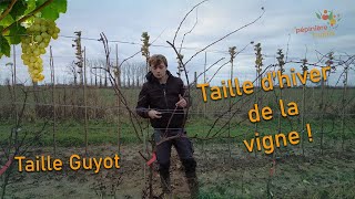 Comment tailler votre vigne en Guyot [upl. by Theodoric]