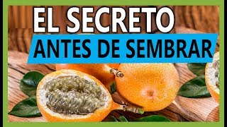 Cultivo de Granadilla Cómo sacar las MEJORES semillas para sembrar en el huerto [upl. by Anor]