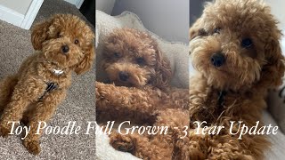 Mini Poodle Full Grown  3 Year update [upl. by Claretta231]