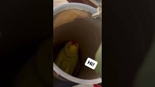 Back in her oatmeal container talkingbird talkingparrot funnyanimals parrot irn oatmeal [upl. by Kilar]