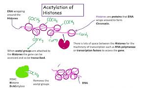 Acetylation AQA Biology A level [upl. by Ailaht]