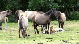 DÜLMENER WILDPFERDE im MERFELDER BRUCH [upl. by Ule424]