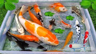 Unboxing Ikan Cupang Ikan Koki ikan lele Glofish Ikan Hias ikan Guppy ikan Channa Kura kura [upl. by Keener]