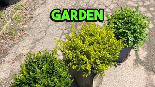 The 3 Boxwood varieties I recommend [upl. by Harret986]