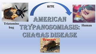 Chagas disease I Trypanosoma cruzi I American trypanosomiasis I Reduviid bug I Triatomine bug I [upl. by Ehsrop]