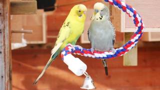 30 Minutes of Budgies  Playing Singing and Talking [upl. by Ecire75]