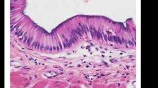 Epithelial Histology Review [upl. by Airdnalahs]