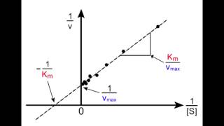 Lineweaver Burk Plot [upl. by Barbur]