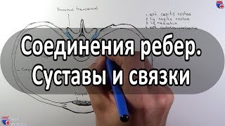 Анатомия суставов и связок ребер  medunivercom [upl. by Bradstreet]