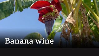 Why banana wine production is flourishing in Malawi [upl. by Judson]