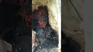 Sarang Lebah Trigona Full Telur Calon Anakan  Honey Bee [upl. by Ityak640]