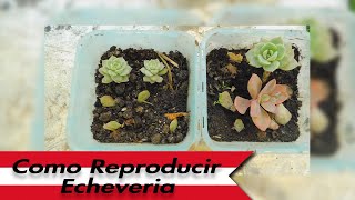 Como Reproducir Echeveria [upl. by Theurich]