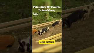 This is My New Favorite Way To Lose Money 🐷 piggies micropig farms farmlife racing [upl. by Lagiba]