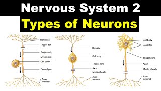 Nervous system 2  Types of Neurons  Purkinje Cells  Pseudounipolar Neurons  Delta Fibres [upl. by Galang]