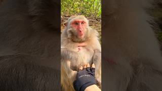 Monkeys are not allowed to touch her belly monkey animals cute funny wildlife nature [upl. by Atiken]