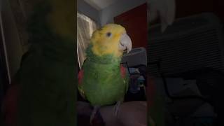 Chatty Amazon Parrot  I’m a Big Boy shorts parrots talkingbirds [upl. by Rramahs]