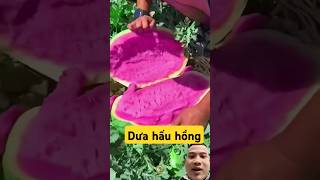 Dưa hấu hồng satisfying food watermelon fruit [upl. by Eeleimaj]