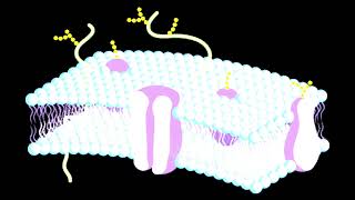La membrana plasmática y transporte de moléculas [upl. by Diana]