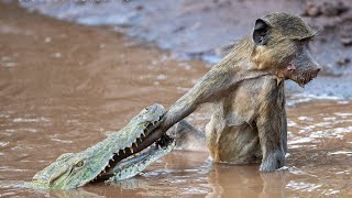 Baboon Vs Croc [upl. by Ardnaet]