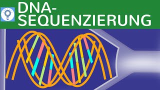 DNA  Sequenzierung  Kettenabbruchmethode nach Sanger einfach erklärt  DNAAnalyse 4  Gentechnik [upl. by Gisella]