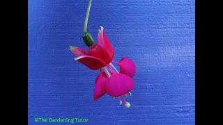 How to Prune Fuchsias by The Gardening TutorMary Frost [upl. by Anyahc911]