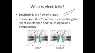 Action Potential Part 1 [upl. by Hamilah]