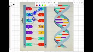 Organic Antineoplastic agentsantimetabolite [upl. by Resa242]