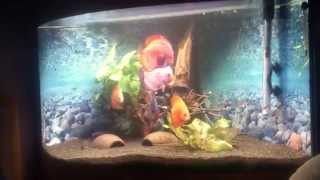 Juwel Trigon 190 Fish Tank Aquarium discus [upl. by Lzeil]