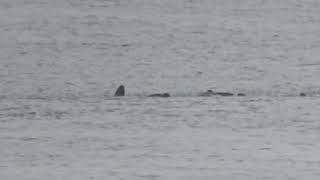 Longfinned pilot whale Snjaefellsness Iceland 16072024 [upl. by Higinbotham751]