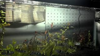 Bucktooth Tetra Feeding Exodon Paradoxus [upl. by Tifanie]