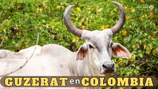 EL GUZERAT EN COLOMBIA [upl. by Gollin]