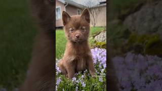 cute pomsky puppy puppylove shortvideo shorts pup puppies dog dogs cutebaby doglover yt [upl. by Menis]