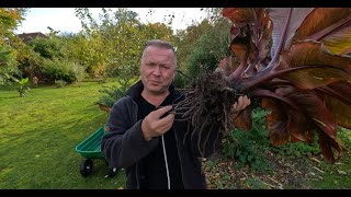 Red Banana update after I split my Ensete Ventricosum maurelii [upl. by Llerrat]