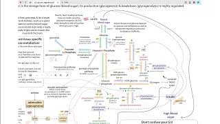 Biochemistry of blood sugar regulation amp glucose homeostasis [upl. by Shoshanna920]