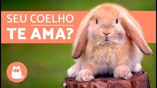 Como saber se meu coelho me ama [upl. by Stefano647]