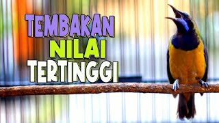 CUCAK CUNGKOK GACOR FULL TEMBAKAN NILAI TERTINGGI DI ARENA LOMBA [upl. by Granoff]