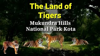 The Land of Tigers  History of Tigers  Mukundra Hills Tiger Reserve Kota  In Hindi [upl. by Sitnerp61]