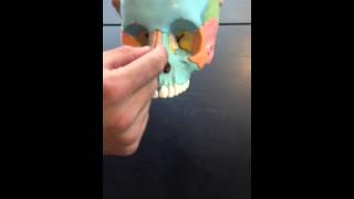 Lacrimal Bones Nasal Bones Vomer amp Inferior Nasal Conchae [upl. by Lamonica47]