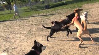 RAW Yellow Lab Blue Healer Mix Fights Black Lab At Omaha Dog Park [upl. by Aseuqram]