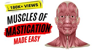 Muscles of mastication made easy [upl. by Cullie]