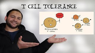 Immunological Tolerance T Cell Tolerance [upl. by Angil]