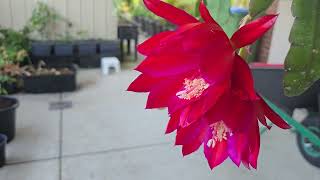 Epiphyllum Flowers and Pollination [upl. by Damien]