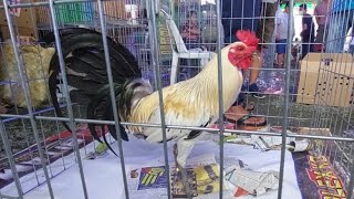 World Gamefowl Expo RRZN KANAWAYON [upl. by Otilrac]