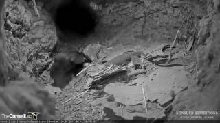 Leachs StormPetrel Visits Cahow Burrow – June 16 2017 [upl. by Gabi979]