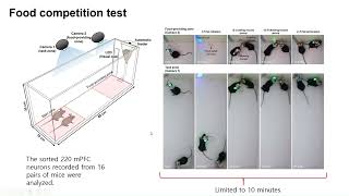 저널미팅 Interferencefree lightweight wireless neural probe system [upl. by Reisfield]