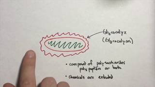 Microbiology  Glycocalyces [upl. by Phox]