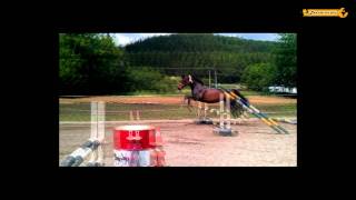 Free Jumping Horse  Freispringen [upl. by Rodman673]