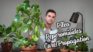 Pilea Pepermioides Care and Propagation  This Thing Is Huge [upl. by Johansen]