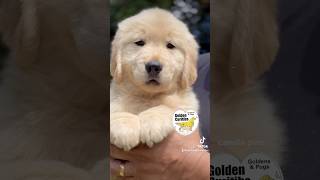 Golden Retriever filhotes 💛 wwwcanilgoldencuritibacom [upl. by Favien]